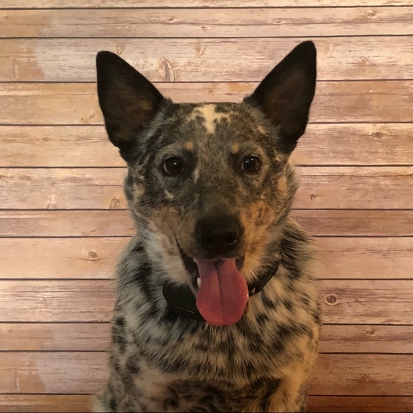 Meet your Posher, Kristi - Picture 6 of 6